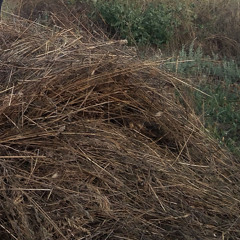 Маргарита Верховцева