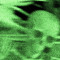 Tryanglonvenus