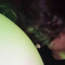 DevilShyt