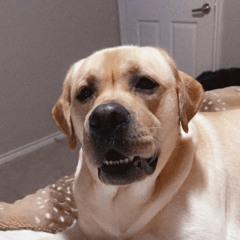 Alex 🤙🏻🕺🏻