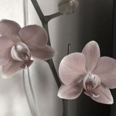 millaas