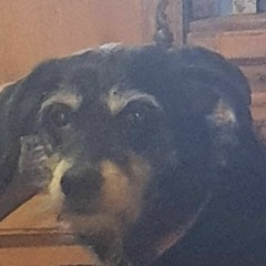 SinaY Rat'fistolé 👣🔉