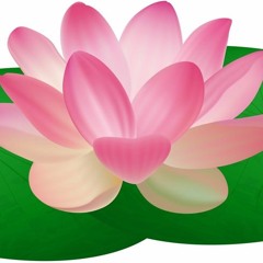 nymphaea
