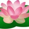 nymphaea
