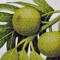 Breadfruit