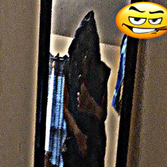 ▽
