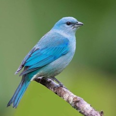 zozo