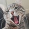 Nilay Soykurt