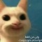 Captain_Rabbit