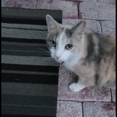 nicci