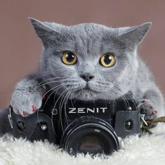 cat_gato😺