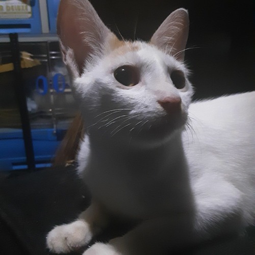 Cat’s avatar