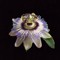passifleur