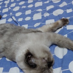 Thales