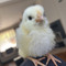 allen