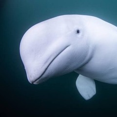 Beluga Dubz