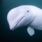 Beluga Dubz
