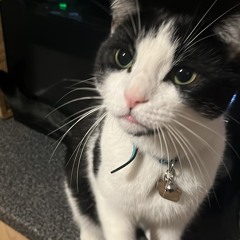 dan