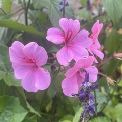 fleur