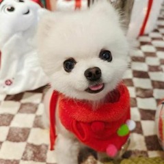 Stanisław Markiewicz