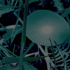 Mis sentidos me abandonan al mirar una flor