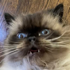 sebmcasa
