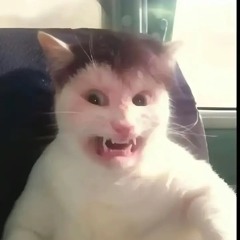 кот
