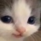 meow