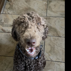 sam