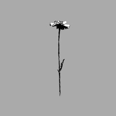 wowflower