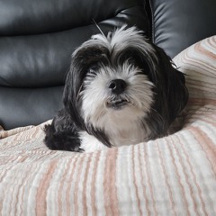 joolie