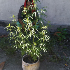 terebaz