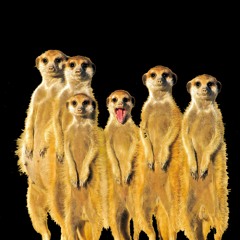 Suricate
