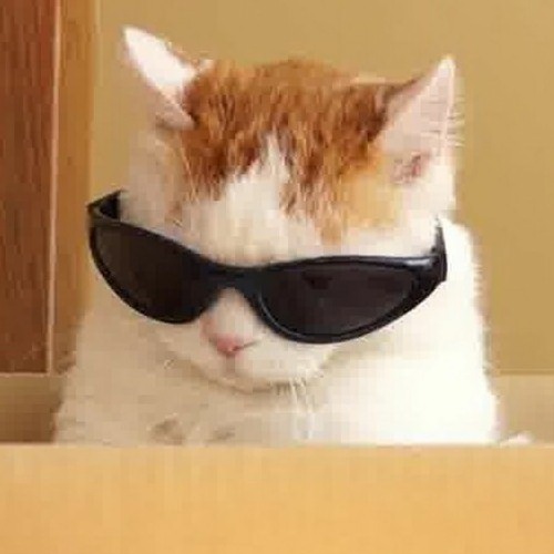 Кот в очках мем
