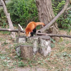 Red Panda-Chan