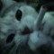 your_official.charlotte
