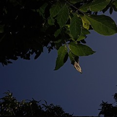 Mananita Ugu