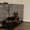randomdog