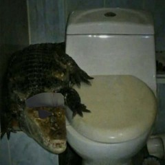 crocodile1715