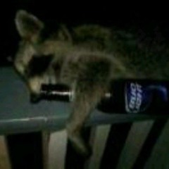 D3adRaccoon
