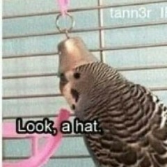 BirbLieksHat