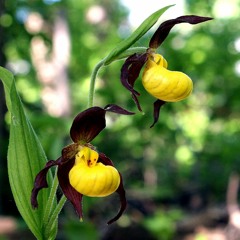 Yellow Lady Slippers