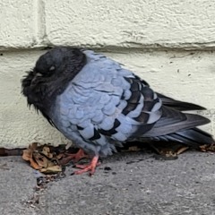 Varwstrk
