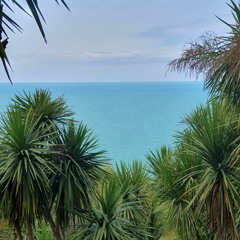 Sempervirens