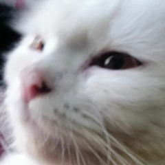 Ding