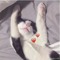 letthekittysleep
