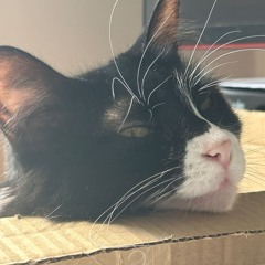 puto cota