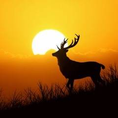 𝔐𝔦𝔠𝔥𝔞𝔢𝔩 ℜ𝔦𝔠𝔢