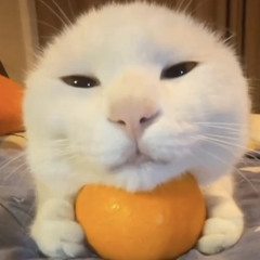BaraDion