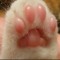 Paws_catlovemusic!